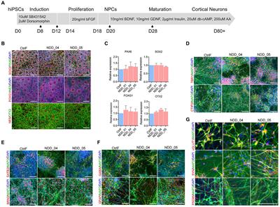 Characterization of a loss-of-function NSF attachment protein beta mutation in monozygotic triplets affected with epilepsy and autism using cortical neurons from proband-derived and CRISPR-corrected induced pluripotent stem cell lines